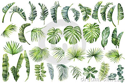 Tropical palm leaves set on white background. Watercolor hand-painted, summer clipart Cartoon Illustration