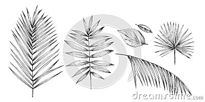 Tropical palm leaves on white background. Hand pencil drawing Stock Photo