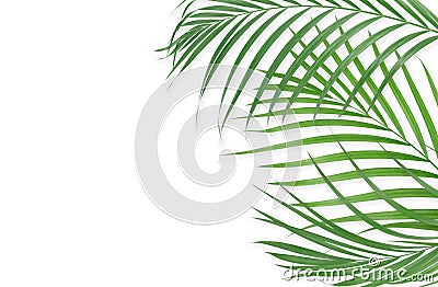 Tropical palm leaves on white background. Minimal nature. Summer Stock Photo