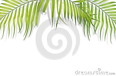 Tropical palm leaves on white background. Minimal nature. Summer Stock Photo