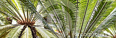 Tropical palm rtrees in pots in the garden Stock Photo