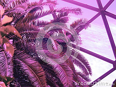 Tropical palm tree against greenhouse glass roof. Photo in vibrant gradient holographic ultraviolet colors. Concept pop Stock Photo