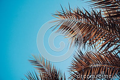 tropical palm tree against the sunset sky. vintage burnt-out style. postcard Stock Photo