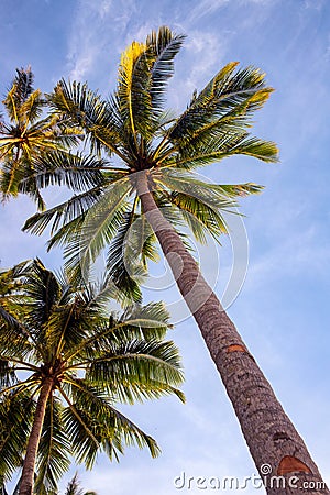 Tropical palm tree branch on blue sky background, vertical photo, Summer travel destination. Social media cover image Stock Photo