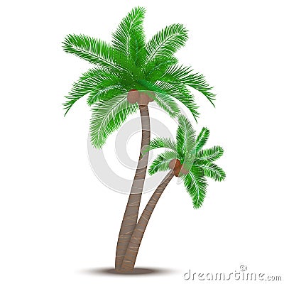 Tropical palm tree with coconuts Vector Illustration