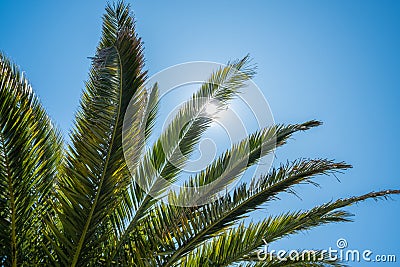 Tropical palm tree leaves in summer with sunlight glinting between branches Stock Photo
