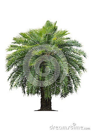 Tropical palm tree on white Stock Photo