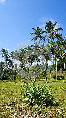 Tropical palm trees on a background of blue sky. Paradise island nature and plants Stock Photo