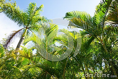 Tropical palm trees Stock Photo