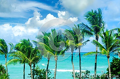 Tropical Miami beach palms near the ocean Stock Photo