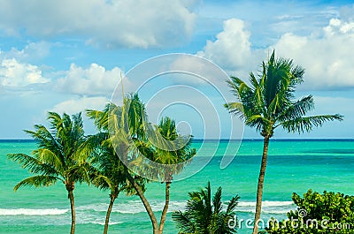 Tropical Miami Beach Palms near the ocean Stock Photo