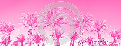 Tropical palm trees over trendy neon pink sky. Summer and travel concept. Holiday background. Palm leaves and branches texture Stock Photo