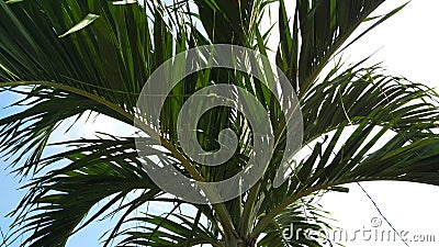 Tropical palm trees in summer Stock Photo