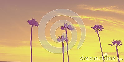 Tropical palms along Californian beaches. Stock Photo