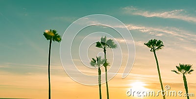 Tropical palms along Californian beaches. Stock Photo