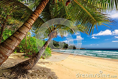 Tropical palms beach in Jamaica on Caribbean sea Stock Photo