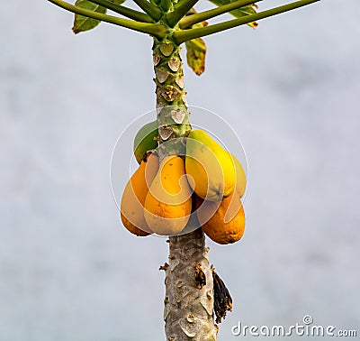 Tropical papaya fruits hanging on papaya tree, exotic food Stock Photo