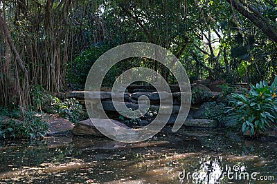 Tropical Park. Stock Photo