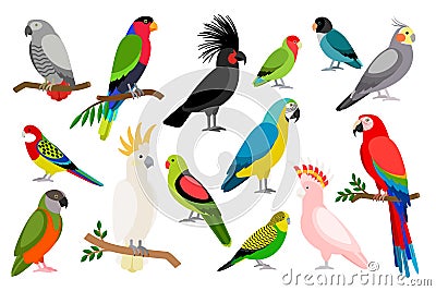 Tropical parrot set Vector Illustration