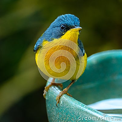 Tropical Parula Setophaga pitiayumi is a small New World warbler. Stock Photo