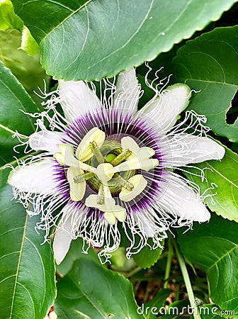 Tropical passion fruit flower up close in purple and white Stock Photo