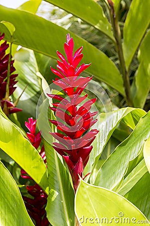 Tropical Patio Plants. Red Ginger. alpinia purpurata in Martinique Stock Photo