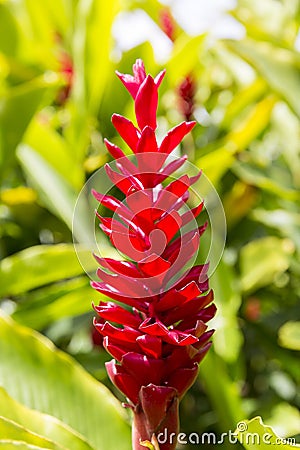 Tropical Patio Plants. Red Ginger. alpinia purpurata in Martinique Stock Photo