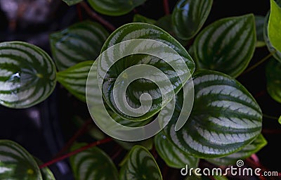 Tropical 'Peperomia Argyreia' or 'watermelon Peperomia' plant with round silvery green leaves background Stock Photo