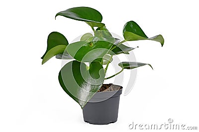 Tropical `Peperomia Polybotrya` houseplant with thick heart shaped leaves in flower pot on white background Stock Photo
