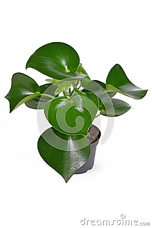 Tropical `Peperomia Polybotrya` houseplant with thick heart shaped leaves in flower pot on white background Stock Photo