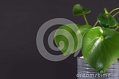 Tropical `Peperomia Polybotrya Radiator Plant` house plant with thick heart-shaped leaves in gray flower pot Stock Photo