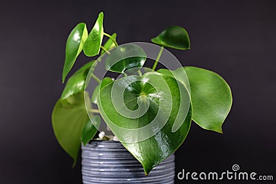 Tropical `Peperomia Polybotrya Radiator Plant` house plant with thick heart-shaped leaves in gray flower pot Stock Photo