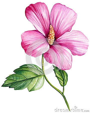 Tropical pink flower, hibiscus. Mallow watercolor illustration, botanical painting hand drawing. Cartoon Illustration