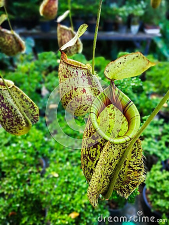 Tropical pitcher plants or monkey cups nepenthes Stock Photo