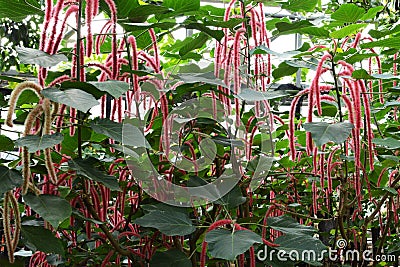 Acalypha hispida Stock Photo