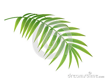 Tropical plant branch Stock Photo