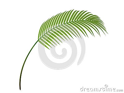 Tropical plant branch Stock Photo