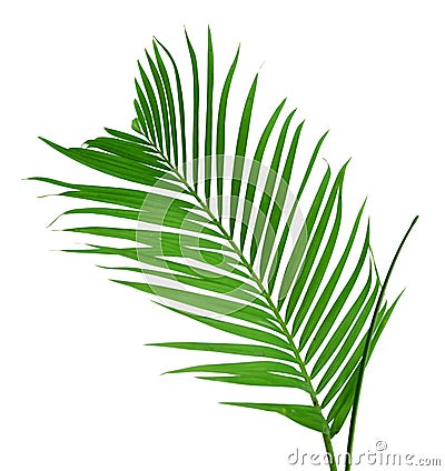 Tropical plant branchs Stock Photo