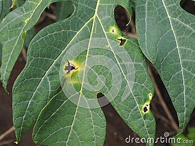 Tropical Plant disease ; Papaya ringspot virus. Stock Photo