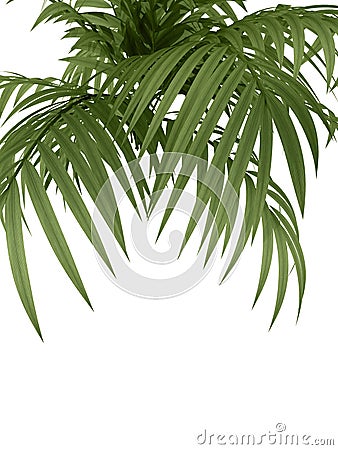 Tropical plant Stock Photo