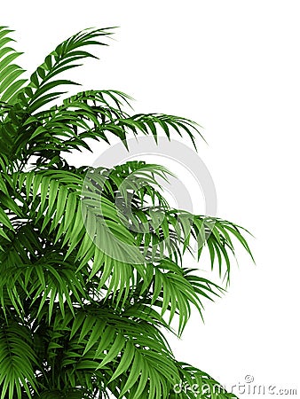 Tropical plant Stock Photo