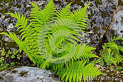 Tropical plant green fern common to damp land land Stock Photo