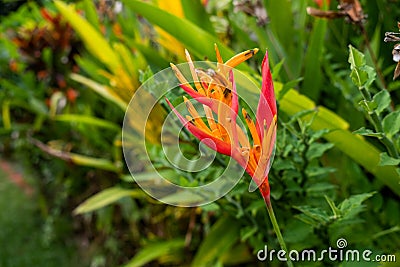 tropical plant with green leaves bali Stock Photo