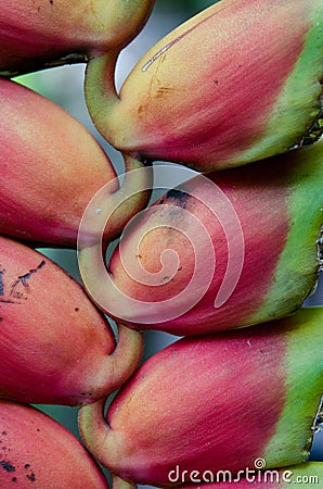 Tropical plant - Heliconia Stock Photo