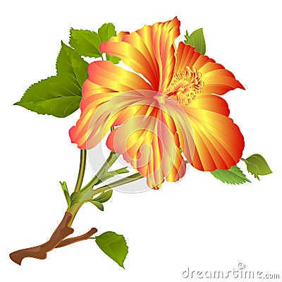 Tropical plant hibiscus yellow flower on a white background watercolor vintage vector illustration editable hand draw Vector Illustration