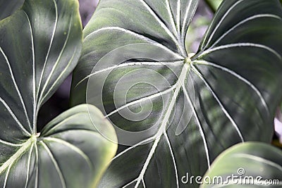 Tropical Plant Stock Photo