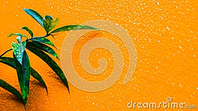 Tropical ornamental plant leaves isolated on orange background Stock Photo