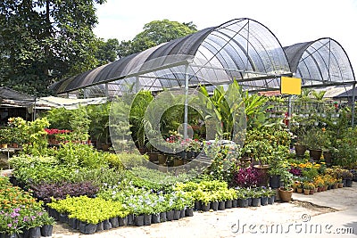 Tropical Plant Nursery Stock Photo