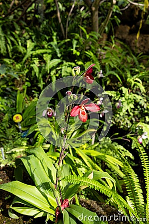 Tropical plant Phragmipedium Memoria Dick Clements flower. Stock Photo