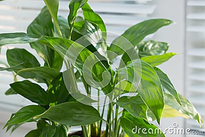 Tropical plant spatizillum on a sunny windowsill. Home floriculture concept Stock Photo